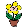 まめの木