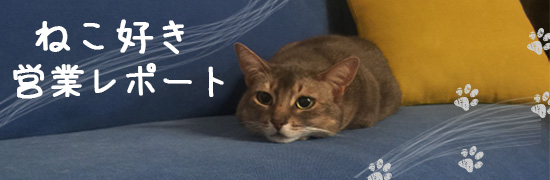 ねこ好き営業レポート